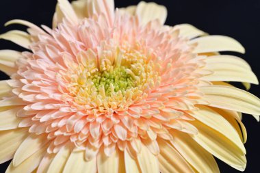 Gerbera çiçeği koyu arkaplanda