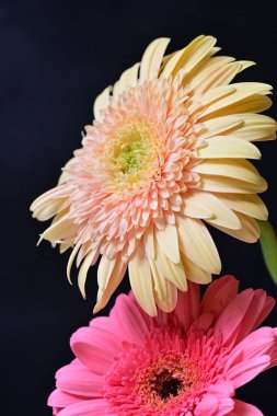 Gerbera çiçeği koyu arkaplanda