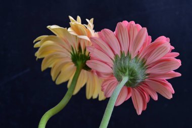Gerbera çiçekleri koyu arkaplanda