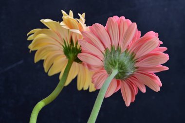 Gerbera çiçekleri koyu arkaplanda