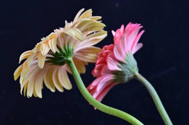 Gerbera çiçekleri koyu arkaplanda