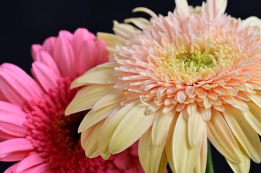 Gerbera çiçekleri koyu arkaplanda