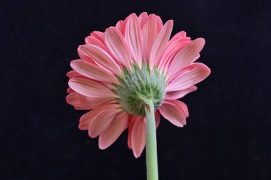 Gerbera çiçeği koyu arkaplanda