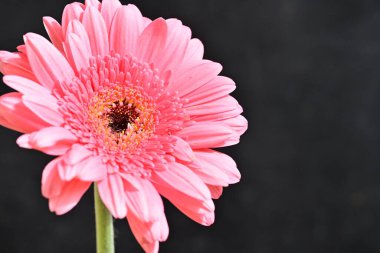 Gerbera çiçeği koyu arkaplanda
