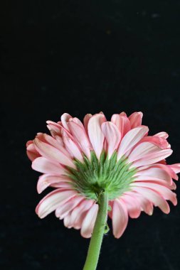 Gerbera çiçeği koyu arkaplanda