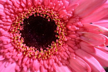 Gerbera çiçeği koyu arkaplanda