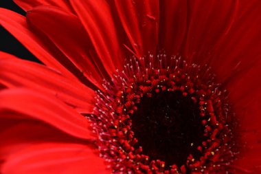 Gerbera çiçeği koyu arkaplanda