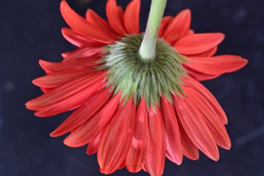 Gerbera çiçeği koyu arkaplanda