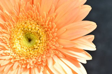 Gerbera çiçeği koyu arkaplanda