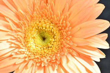 Gerbera çiçeği koyu arkaplanda