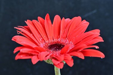 Gerbera çiçeği koyu arkaplanda