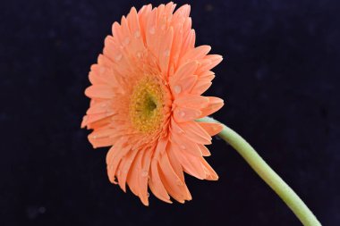 Gerbera çiçeği koyu arkaplanda