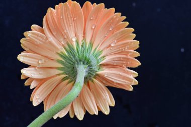 Gerbera çiçeği koyu arkaplanda