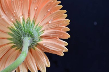 Gerbera çiçeği koyu arkaplanda