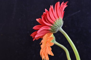 Gerbera çiçekleri koyu arkaplanda