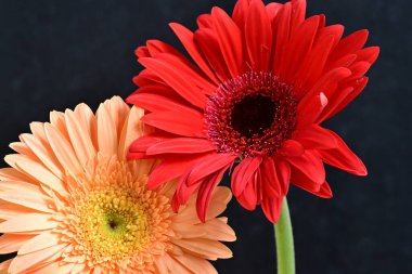 Gerbera çiçekleri koyu arkaplanda