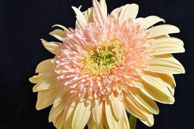 Gerbera çiçeği koyu arkaplanda