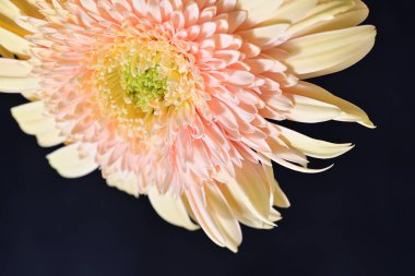 Gerbera çiçeği koyu arkaplanda