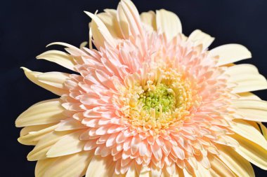 Gerbera çiçeği koyu arkaplanda