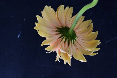 Gerbera çiçeği koyu arkaplanda