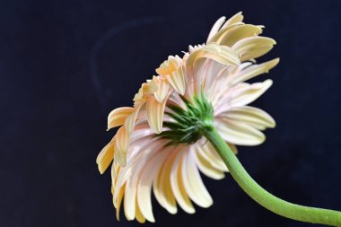 Gerbera çiçeği koyu arkaplanda