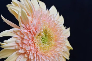 Gerbera çiçeği koyu arkaplanda