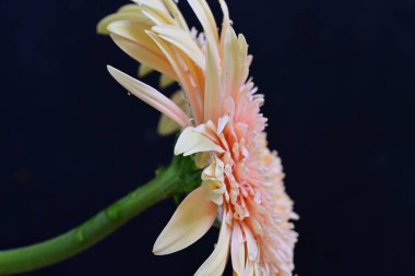 Gerbera çiçeği koyu arkaplanda