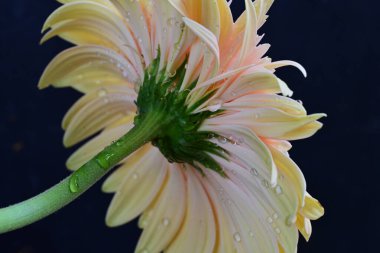 Gerbera çiçeği koyu arkaplanda