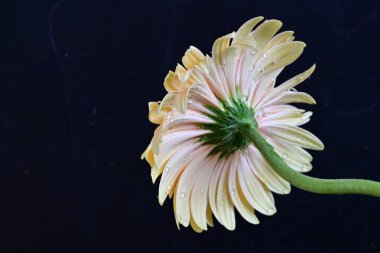 Gerbera çiçeği koyu arkaplanda