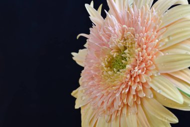 Gerbera çiçeği koyu arkaplanda