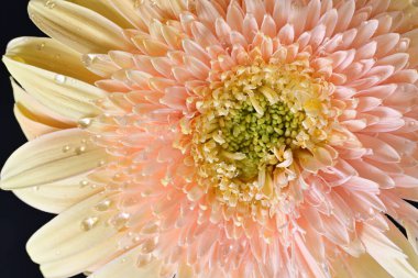 Gerbera çiçeği koyu arkaplanda