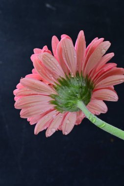 Gerbera çiçeği koyu arkaplanda