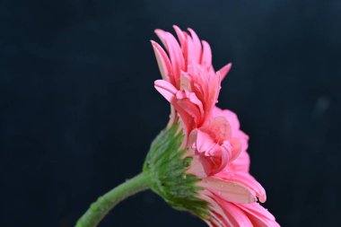 Gerbera çiçeği koyu arkaplanda