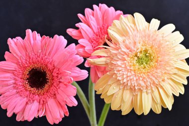 Gerbera çiçekleri koyu arkaplanda