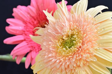 Gerbera çiçekleri koyu arkaplanda