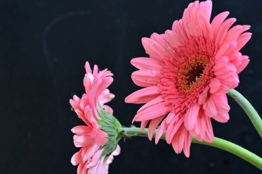 Gerbera çiçekleri koyu arkaplanda