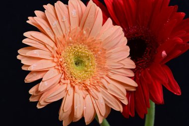 Gerbera çiçekleri koyu arkaplanda