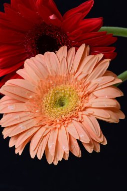 Gerbera çiçeği koyu arkaplanda