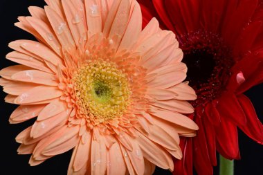 Gerbera çiçekleri koyu arkaplanda