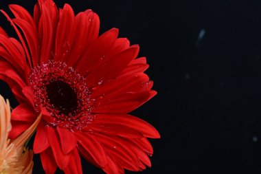 Gerbera çiçeği koyu arkaplanda