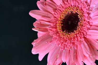 güzel pembe gerbera çiçeği, yakın görüş, yaz konsepti, koyu arkaplan