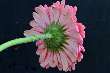 Gerbera çiçeği koyu arkaplanda