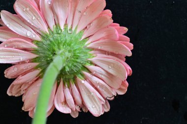 Gerbera çiçeği koyu arkaplanda