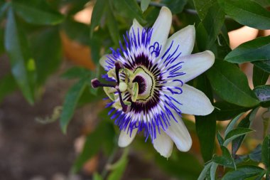 Güzel tutku çiçeğinin yakın görüntüsü