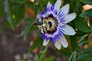 Güzel tutku çiçeğinin yakın görüntüsü