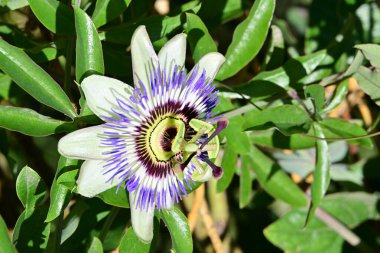 Güzel tutku çiçeğinin yakın görüntüsü