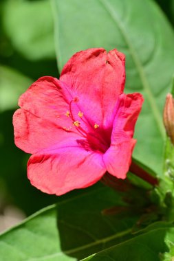 Güzel pembe çiçekler, yakın görüş.