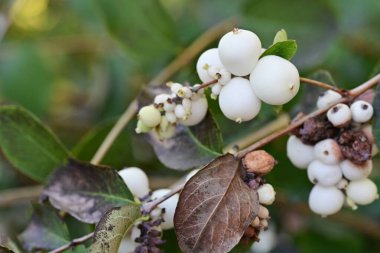 Yeşil arkaplanı olan bir ağacın beyaz meyveleri.