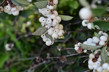Böğürtlen ve böğürtlen yakın