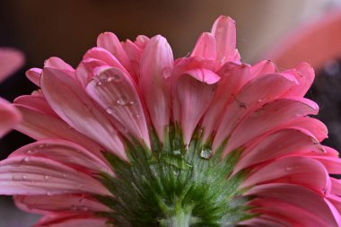 Güzel Gerbera çiçeği, yakın görüş. 